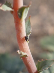 Myrmecocystus hammettensis