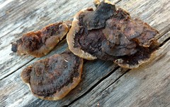 Gloeophyllum trabeum