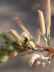 Myrmecocystus hammettensis