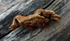 Gloeophyllum trabeum