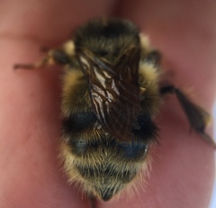 Bombus sitkensis