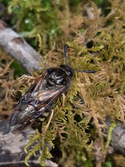 Abia lonicerae