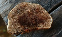 Gloeophyllum trabeum