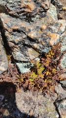 Woodsia montevidensis