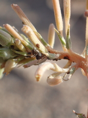 Myrmecocystus hammettensis