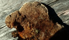 Gloeophyllum trabeum