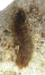 Lepidonotus squamatus