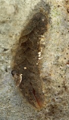 Lepidonotus squamatus