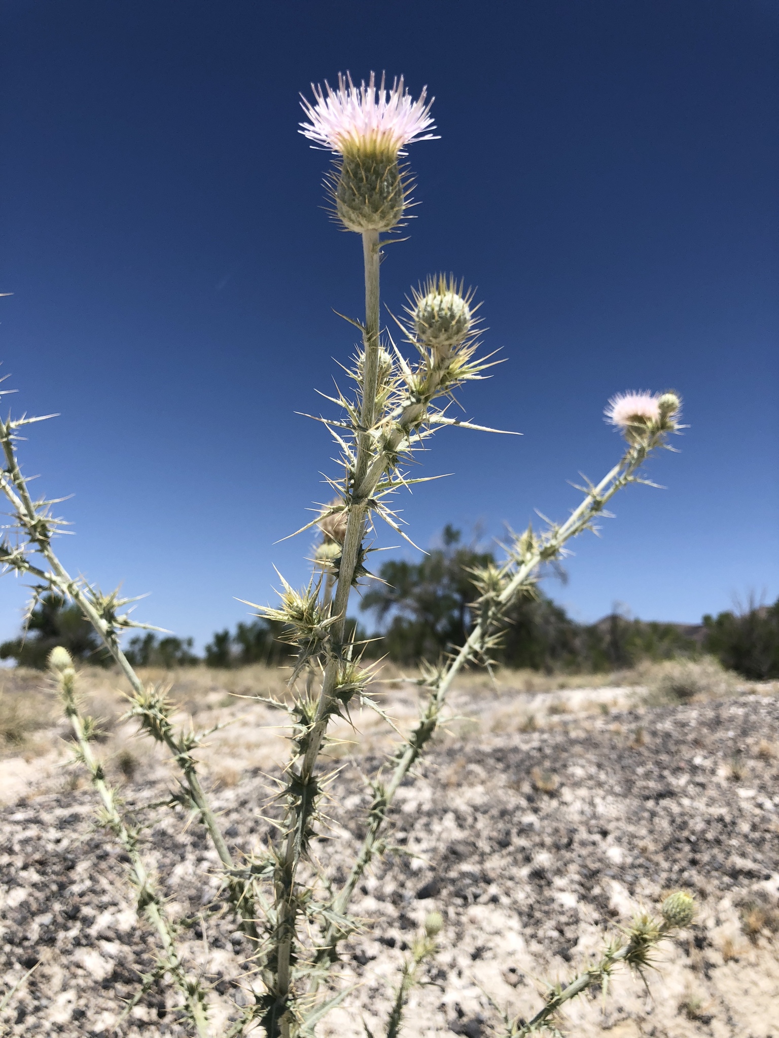Cirsium mohavense