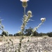Mojave Thistle - Photo (c) lonnyholmes, some rights reserved (CC BY-NC), uploaded by lonnyholmes