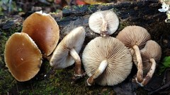 Agrocybe firma