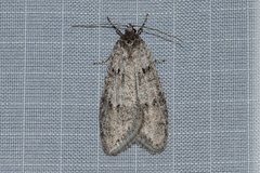 Semioscopis inornata