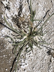 Ivesia kingii eremica