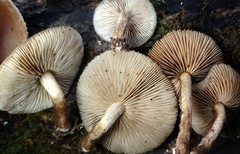 Agrocybe firma