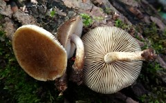 Agrocybe firma