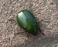 Anomala rubripes rubripes