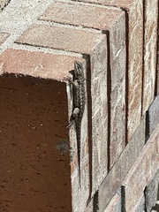 Sceloporus occidentalis