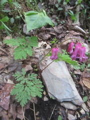 Dicentra eximia