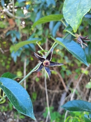 Gonolobus stenanthus