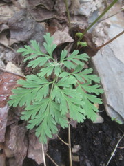 Dicentra eximia