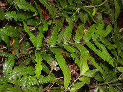Pteris wulaiensis