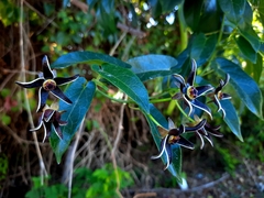 Gonolobus stenanthus