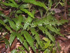 Pteris wulaiensis
