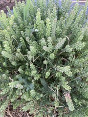 Lepidium oblongum