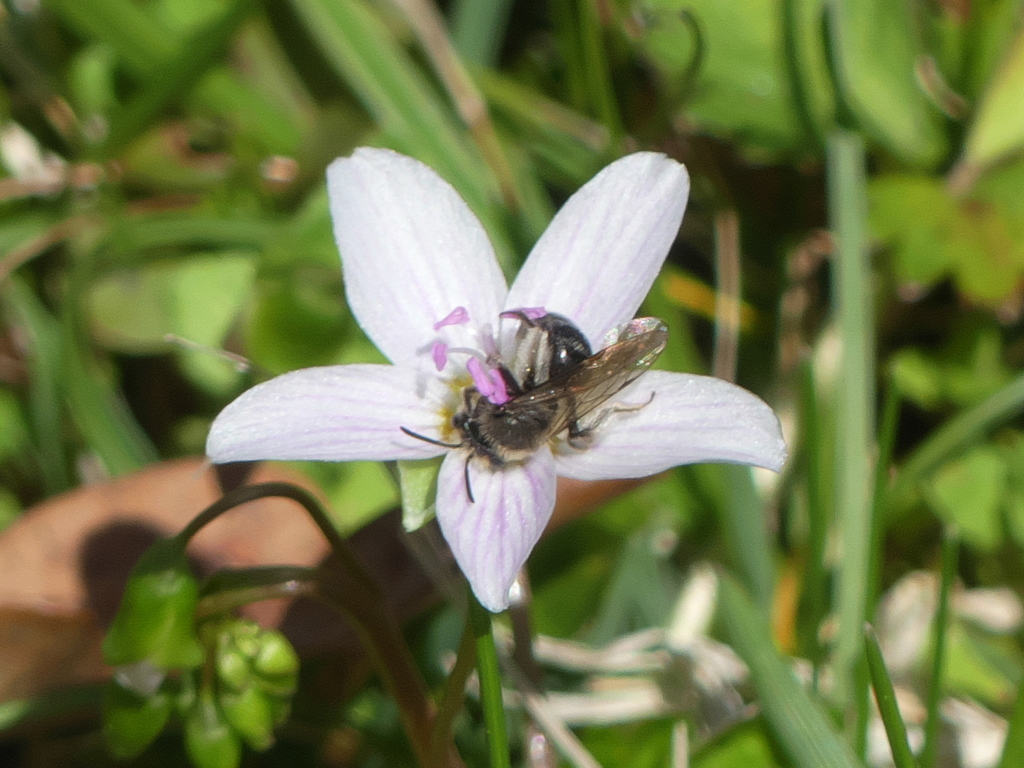 Spring Beauty Miner from Duke Farms, Hillsborough Township, NJ 08844