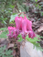 Dicentra eximia