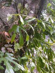 Aristolochia cucurbitifolia