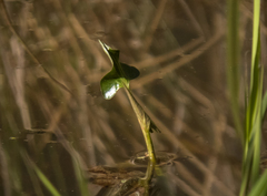 Potamogeton crispus
