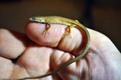 Takydromus wolteri