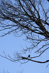 Quiscalus quiscula versicolor