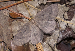 Lambdina pellucidaria