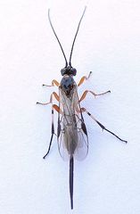 Earinus limitaris