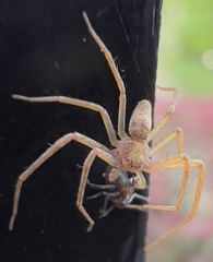 Philodromus rufus