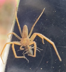 Philodromus rufus