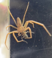 Philodromus rufus