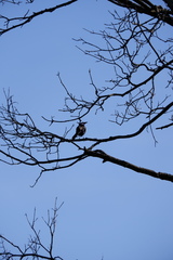 Quiscalus quiscula versicolor