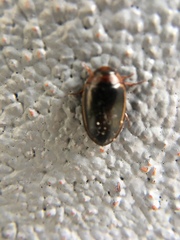 Hydaticus bimarginatus