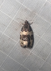 Olethreutes fasciatana