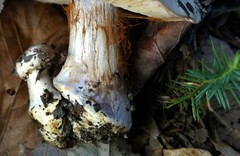Cortinarius argentatus
