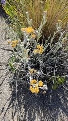 Achyrocline saturejoides