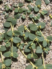 Euphorbia ocellata arenicola