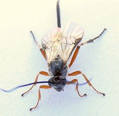 Earinus limitaris