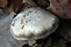 Cortinarius argentatus