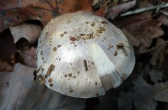 Cortinarius argentatus