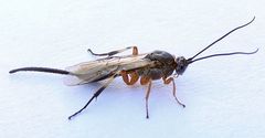 Earinus limitaris