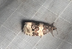 Olethreutes fasciatana